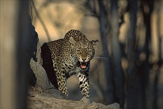 豹,成年,女性,狰狞,夏天,莫瑞米,野生动植物保护区,博茨瓦纳