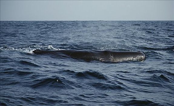 抹香鲸,平面,斯里兰卡