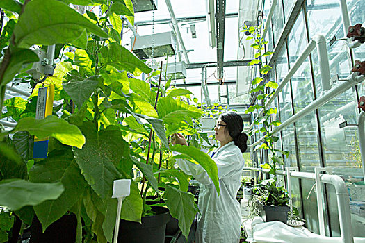 女性,科学家,测试,植物,样品,温室,实验室