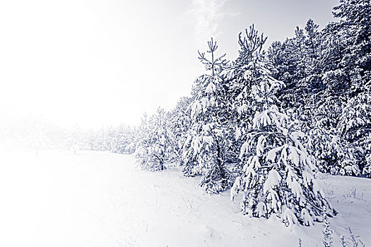 树林,积雪,冬天,风景