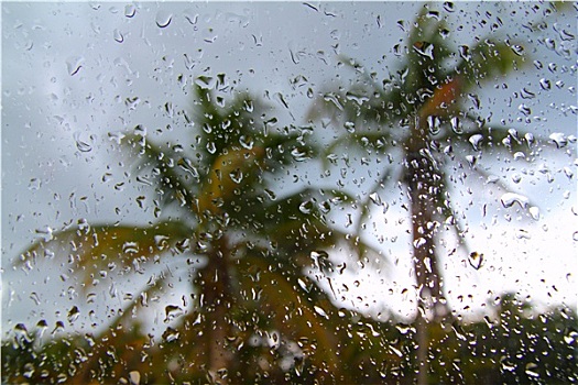 飓风,热带风暴,棕榈树,室内,汽车