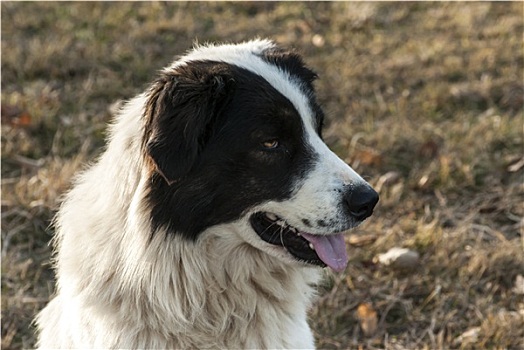 牧羊犬,头部