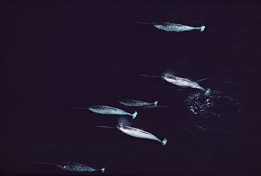独角鲸,一角鲸,航拍,群,巴芬岛,加拿大