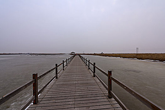 东营黄河入海口湿地