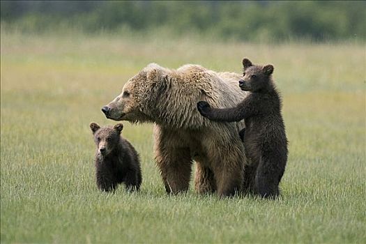 大灰熊,棕熊,成年,女性,两个,一岁,幼兽,莎草,卡特麦国家公园,阿拉斯加