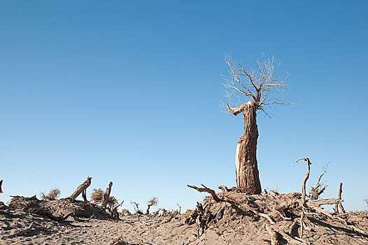 沙漠上的枯死的胡杨树