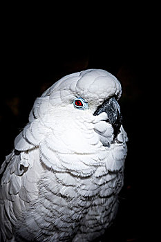 白色,美冠鹦鹉