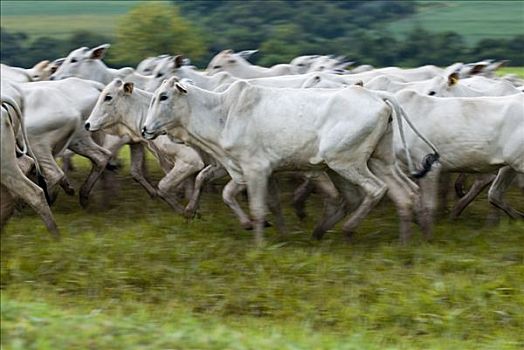 家牛,圣保罗,巴西