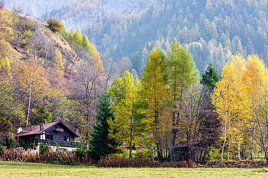 意大利,欧洲,十月,秋天,场景,展示,高山,风格,木房子,树,2008年