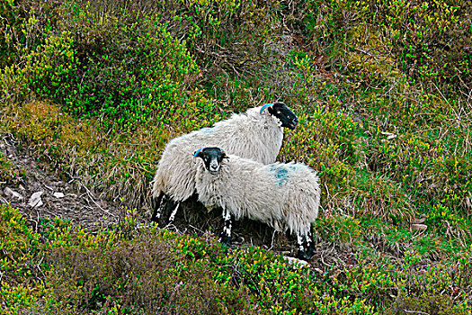 家羊,两个,犄角,成群,识别,站立,斜坡,埃斯姆尔,国家公园,萨默塞特,英格兰,英国,欧洲