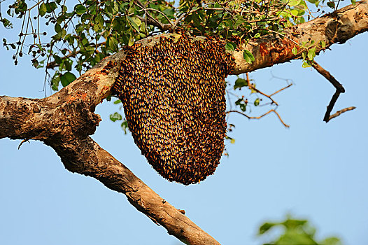 蜜蜂,蜂巢,巨大,树,盖奥拉迪奥,国家公园,巴拉特普尔,拉贾斯坦邦,印度,亚洲