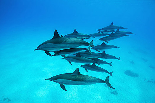 海豚,长吻原海豚,上方,沙,仰视,红海,礁石,埃及,非洲