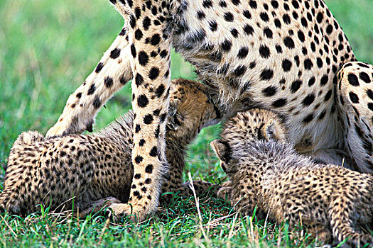肯尼亚,马塞马拉野生动物保护区,印度豹,幼兽,护理,猎豹