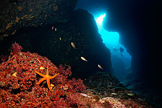 两个,潜水,洞穴,入口,雀鲷,红色,海星,科孚岛,爱奥尼亚群岛,地中海,希腊,欧洲