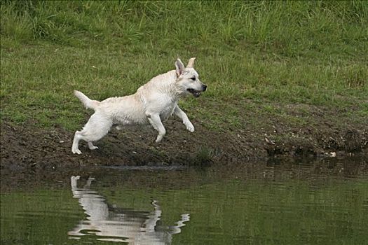 拉布拉多犬,跳跃,岸边,水