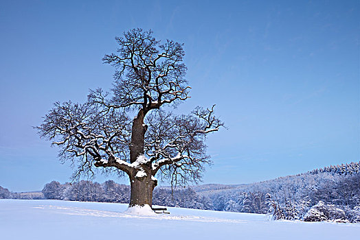 巨大,孤单,橡树,冬天,自然遗产,雪景,黃昏,哈尔茨山,萨克森安哈尔特,德国,欧洲
