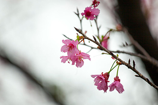 阴雨天美丽的樱花落下在绿墙上