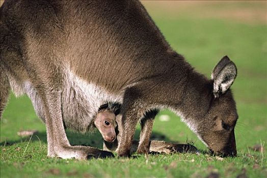 红袋鼠,母兽,放牧,幼兽,澳大利亚