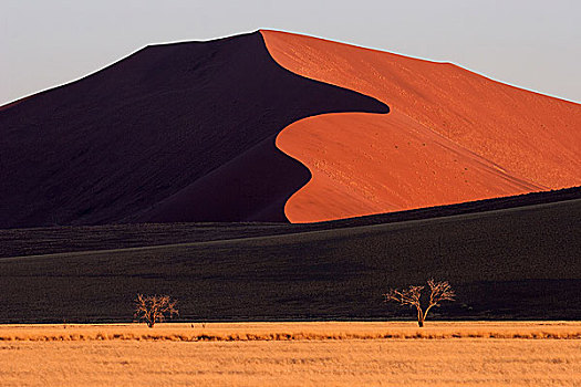 沙丘,骆驼,刺,树,正面,夜光,索苏维来地区,纳米布沙漠,纳米比诺克陆夫国家公园,纳米比亚,非洲