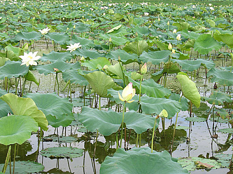 建宁县建莲莲花