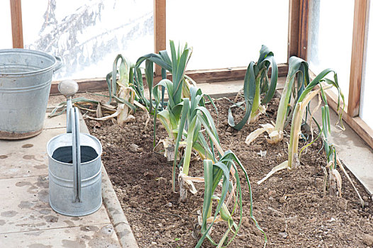 葱属植物,冬天,温室