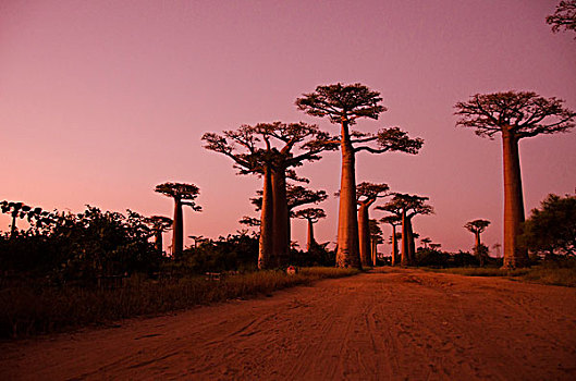 马达加斯加,穆龙达瓦,猴面包树,小路,风景,日落