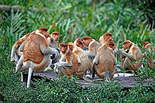 猴子,多,沙巴,婆罗洲,马来西亚,亚洲