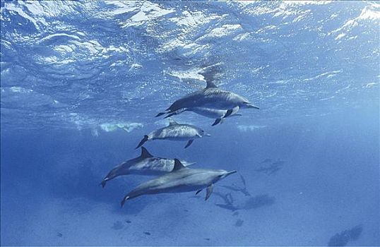 海豚,宽吻海豚,红海,海洋动物,哺乳动物,动物