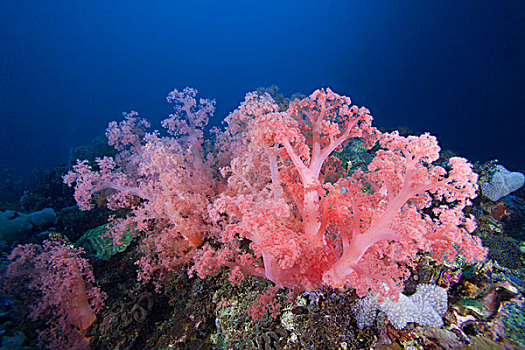 软珊瑚,宿务岛,菲律宾,太平洋,东南亚