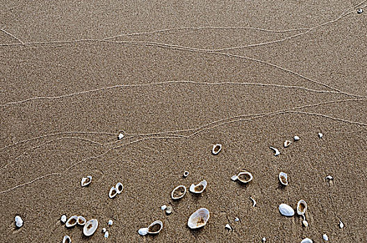 自然科学,壳,沙子,海滩,特写