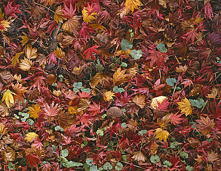 英格兰,萨里,秋天,地毯,叶子