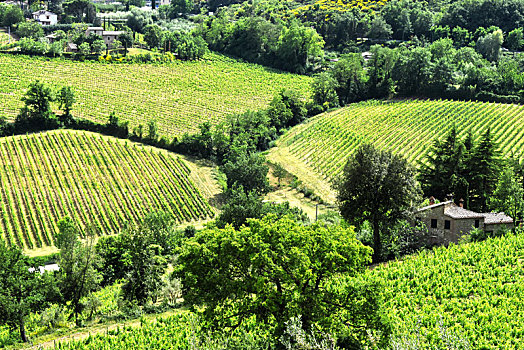 葡萄园,靠近,城市,蒙蒂普尔查诺红葡萄酒,托斯卡纳,意大利