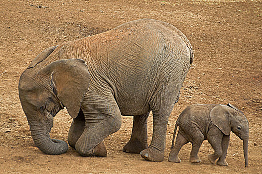 幼兽,非洲象,国家公园,肯尼亚