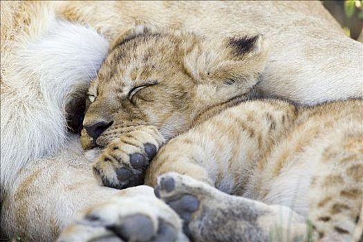 非洲狮,狮子,6-7岁,星期,老,幼兽,睡觉,母兽,脆弱,马赛马拉国家保护区,肯尼亚