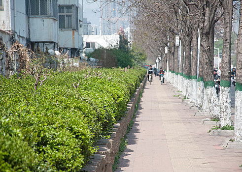 人行道和街边绿化带