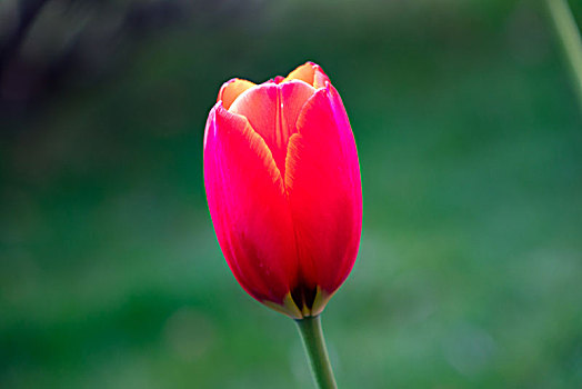 郁金香,花海,單支