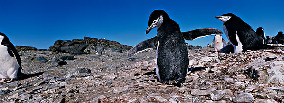 南极,利文斯顿,岛屿,帽带企鹅,南极企鹅,年轻,幼禽,栖息地