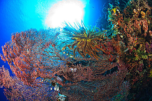 毛头星,珊瑚海扇,深潜,群岛,海洋,保存,南,苏拉威西岛,印度尼西亚,亚洲