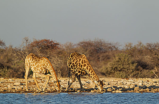 南非,长颈鹿,雌性,左边,雄性,喝,水潭,埃托沙国家公园,纳米比亚,非洲