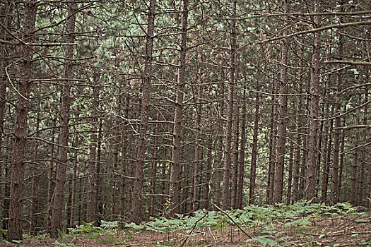 常青树,树干,树林,安大略省,加拿大