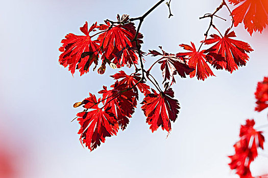 鸡爪枫,枝条,叶子,红色,天空,秋天