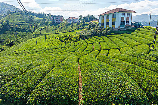 茶园,黑海,区域,土耳其