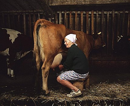 女人,母牛,棚