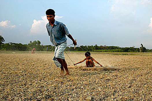 阉牛,轭,一个,男人,梯子,放,孩子,装载,耙,陆地,孟加拉,四月,2009年