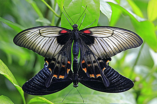蝴蝶,凤蝶,组合,俯视,叶子,动物,昆虫,精美,精致,漂亮,图案,增加,自然