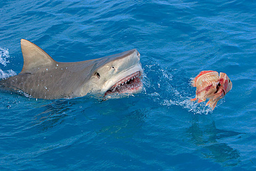 虎鲨,鼬鲨,水面,鲨鱼,进食,巴哈马,中美洲