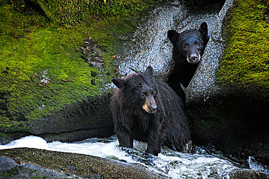 黑熊,美洲黑熊,一对,捕鱼,溪流,通加斯国家森林,阿拉斯加