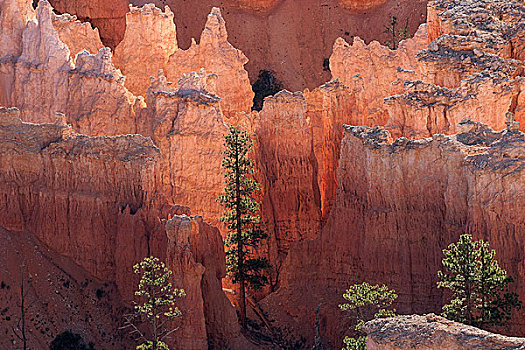 风景,色彩,岩石构造,仙人烟囱岩,晨光,布莱斯峡谷国家公园,犹他,美国,北美