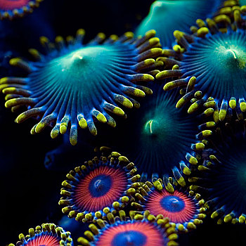 彩色,珊瑚