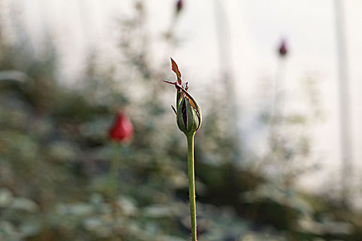 玫瑰花